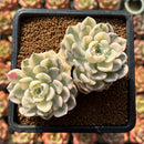 Echeveria 'Tinkerbell' Variegated 3" Succulent Plant Cutting