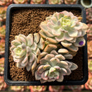 Echeveria 'Tinkerbell' Variegated 3" Succulent Plant Cutting