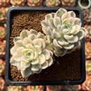 Echeveria 'Tinkerbell' Variegated 3" Succulent Plant Cutting
