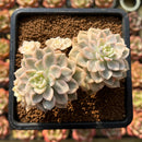 Echeveria 'Tinkerbell' Variegated 3" Succulent Plant Cutting