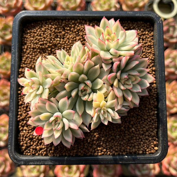 Echeveria 'Mebina' Variegated 4" Cluster Succulent Plant Cutting