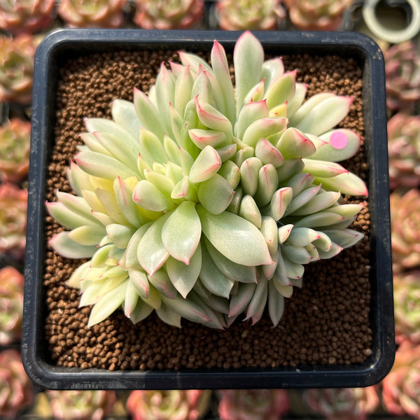 Echeveria 'Mebina' Variegated 4" Cluster Succulent Plant Cutting