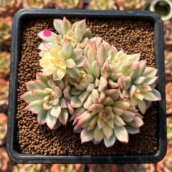 Echeveria 'Mebina' Variegated 4" Cluster Succulent Plant Cutting