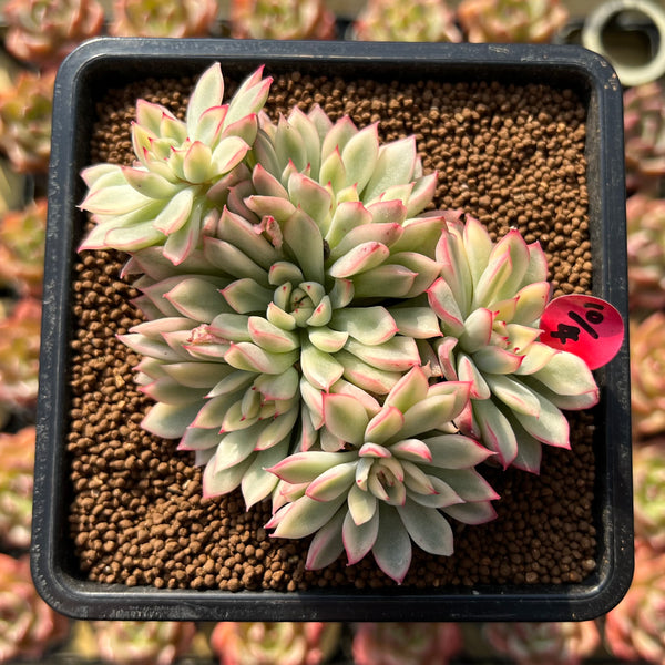 Echeveria 'Mebina' Variegated 4" Cluster Succulent Plant Cutting
