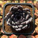 Echeveria 'Black Pearl' 2" Succulent Plant Cutting