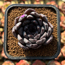 Echeveria 'Black Pearl' 2" Succulent Plant Cutting
