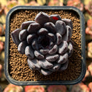 Echeveria 'Black Pearl' 2" Succulent Plant Cutting