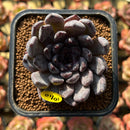 Echeveria 'Black Pearl' 2" Succulent Plant Cutting