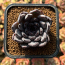 Echeveria 'Black Pearl' 2" Succulent Plant Cutting
