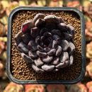 Echeveria 'Black Pearl' 2" Succulent Plant Cutting