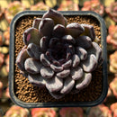 Echeveria 'Black Pearl' 2" Succulent Plant Cutting