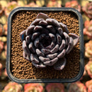 Echeveria 'Black Pearl' 2" Succulent Plant Cutting