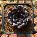 Echeveria 'Black Pearl' 2" Succulent Plant Cutting