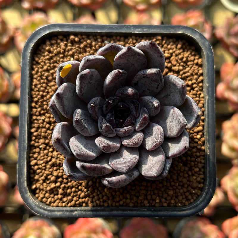black pearl succulent Echeveria 'Black Pearl' 2" Succulent Plant Cutting