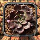 Echeveria 'Super Bowl' 2" Succulent Plant Cutting