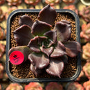 Echeveria 'Super Bowl' 2" Succulent Plant Cutting