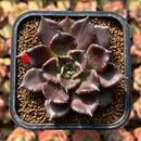 Echeveria 'Super Bowl' 2" Succulent Plant Cutting