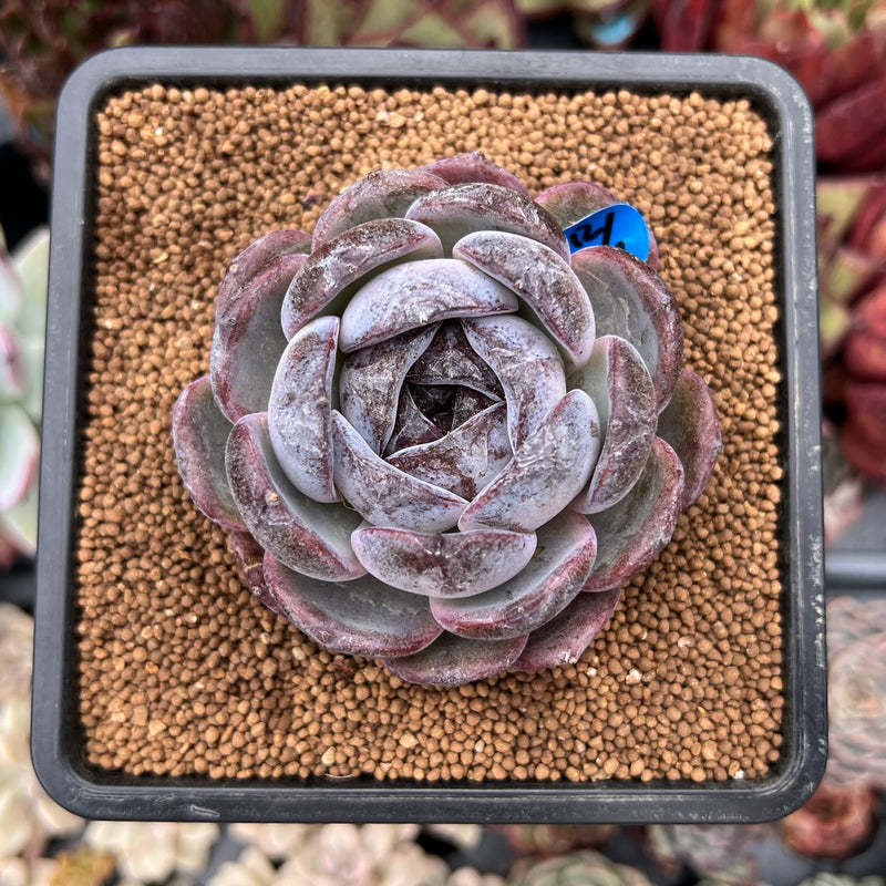 opal succulent plant Echeveria 'Dark Opal' 2" Succulent Plant
