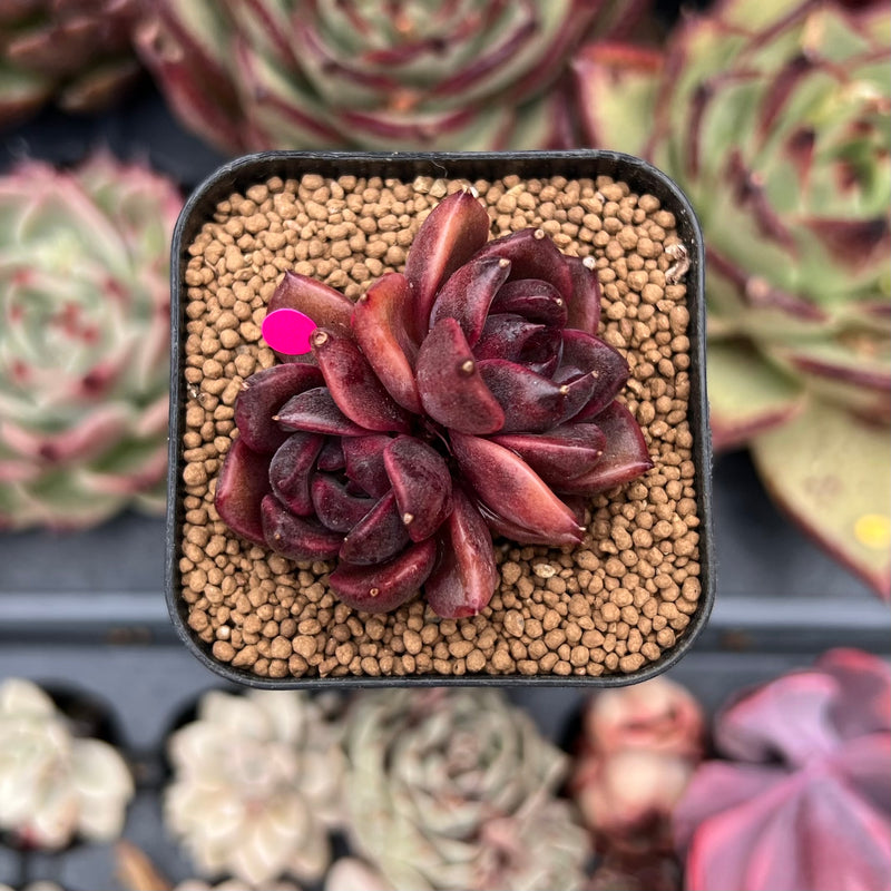Echeveria 'Ziwei' 1