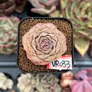 echeplant298.jpeg