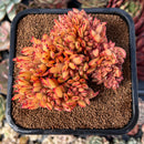echeplant30.jpeg