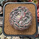echeplant33.jpeg
