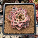 echeplant3.jpeg