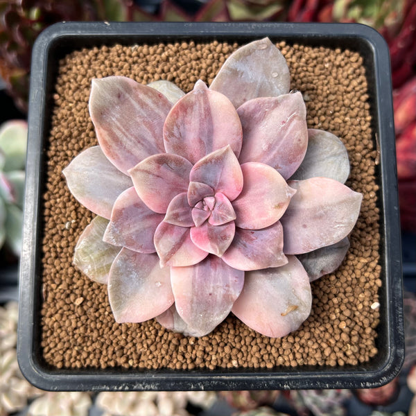 succulent plants for sale philippines Quetzalcoatlia 'Pentandra Superba' Variegated 3" Succulent Plant (Form –  True Succulents Plant Co