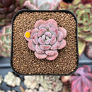 echeplant50.jpeg