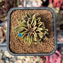 echeplant78.jpeg