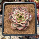 echeplant9.jpeg