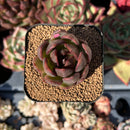 echesuccplant110.jpeg
