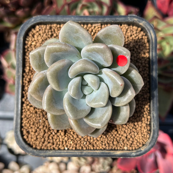 bubble succulent Graptoveria 'Bubble Bomb' 2"-3" Succulent Plant – True Succulents Plant Co