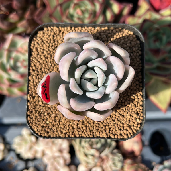 tiny opal succulents Graptoveria 'Opal' Variegated 1