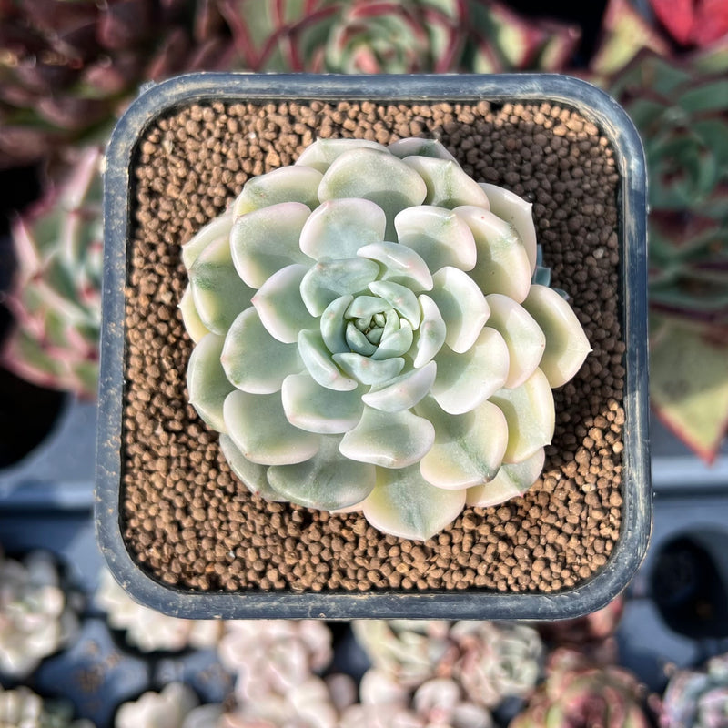 Echeveria 'Tinkerbell' Variegated 1