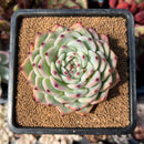 Echeveria 'Chihuahuaensis' 2" Succulent Plant