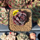 echesuccplant175.jpeg