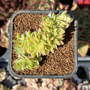 echesuccplant18.jpeg