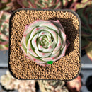 echesuccplant206.jpeg