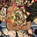 echesuccplant207.jpeg