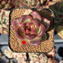 echesuccplant208.jpeg