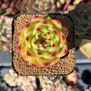 echesuccplant210.jpeg