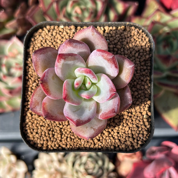 echeveria classic french trnusers サイズ2 Echeveria 'Missing You' 2