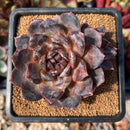 Echeveria 'White Soul' 3" Succulent Plant