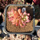 Echeveria 'Bonipica' 2" Succulent Plant