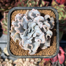 Echeveria 'Crispate Beauty' 2" Succulent Plant