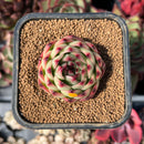 echesuccplant5.jpeg