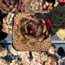 echesuccplant60.jpeg