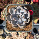 Echeveria 'Purple Princess' 2" Succulent Plant