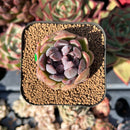 echesuccplant99.jpeg